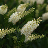 Summersweet Clethra Shrub