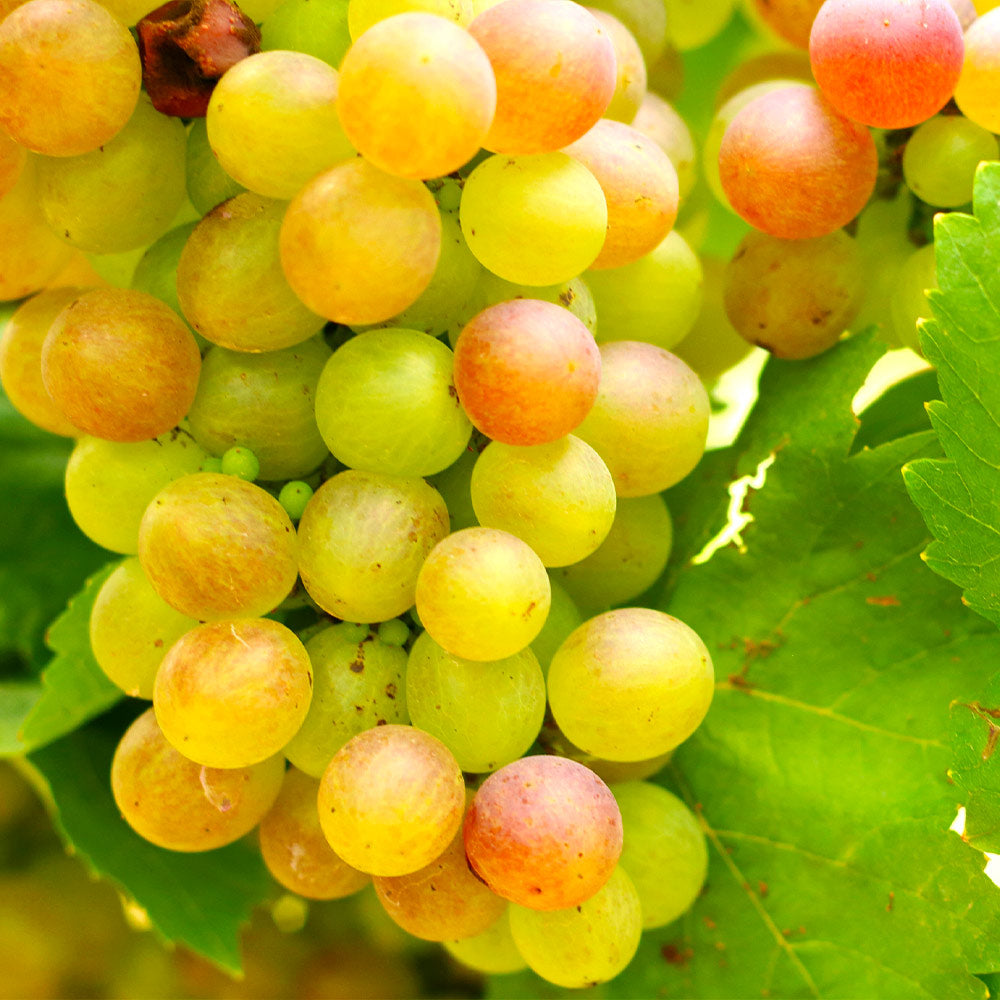 Summit Muscadine Grapes