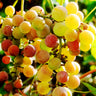 Summit Muscadine Grapes