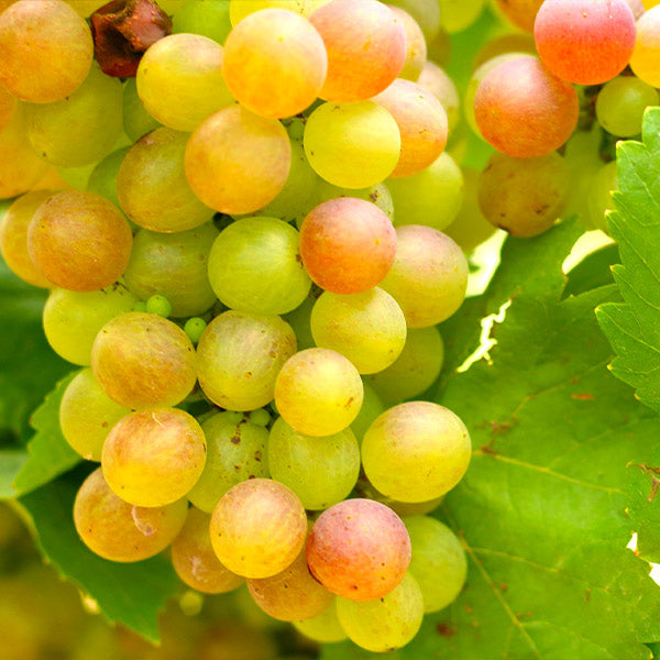 Image of Summit Muscadine Grapes