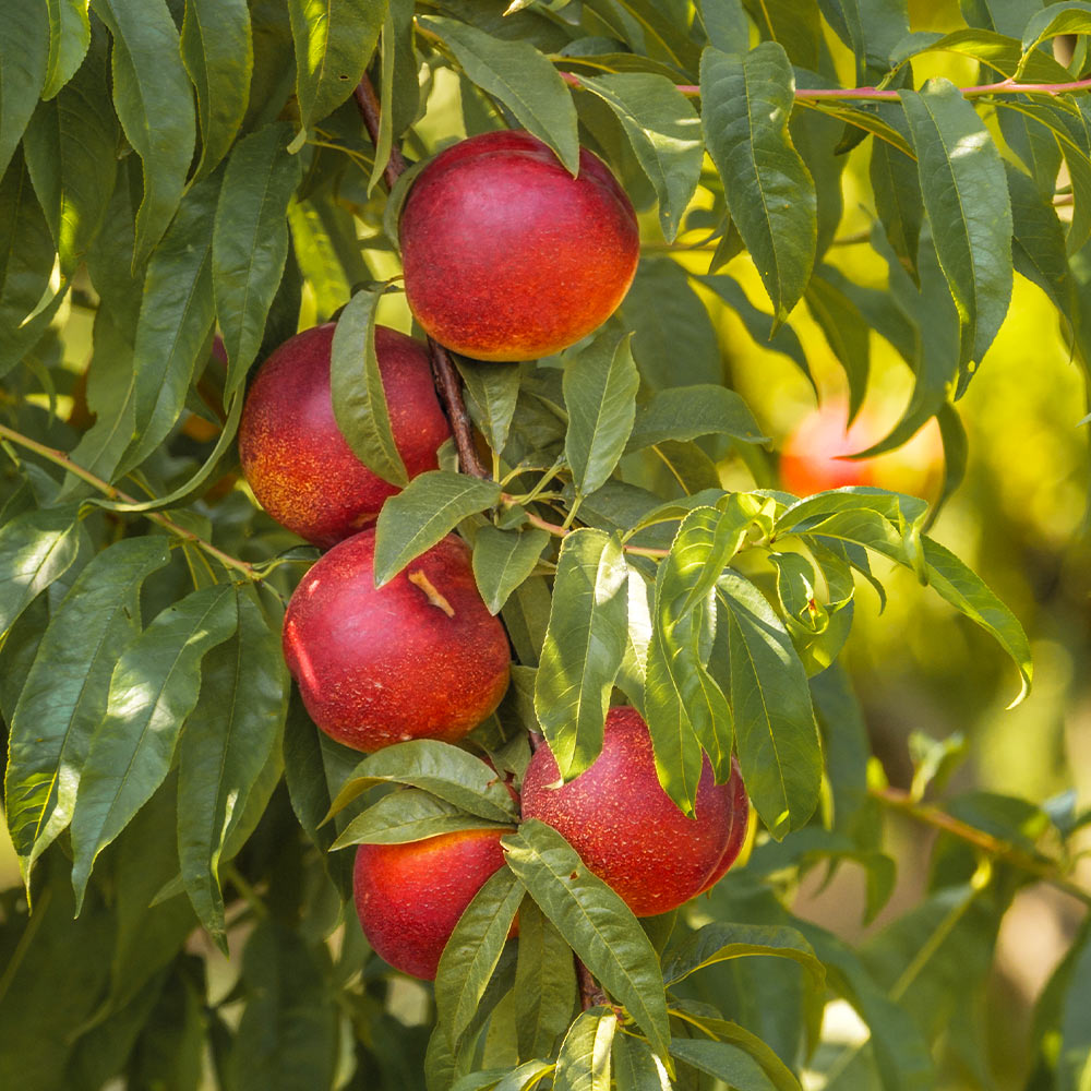 nectarine tree