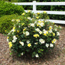 Sunny Knock Out® Rose Shrub