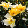 Sunny Knock Out® Rose Shrub