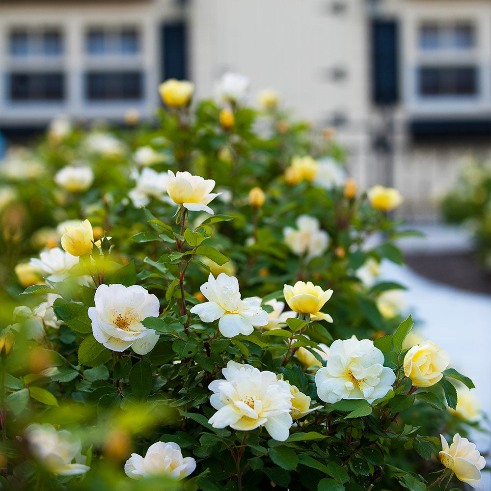 Sunny Knock Out¬Æ Shrub Rose