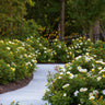 Sunny Knock Out® Rose Shrub