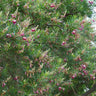 Sweet Bubba Seedless Desert Willow