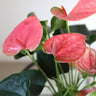 Pink Anthurium