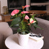 Pink Anthurium