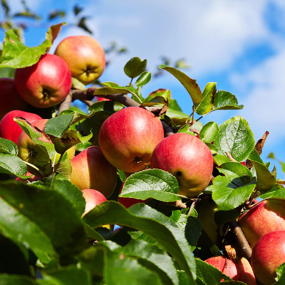 Dwarf Honeycrisp Apple Tree - The worlds best apple flavor, even bette –  Online Orchards