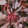 Sweet Cherry Tea Ninebark