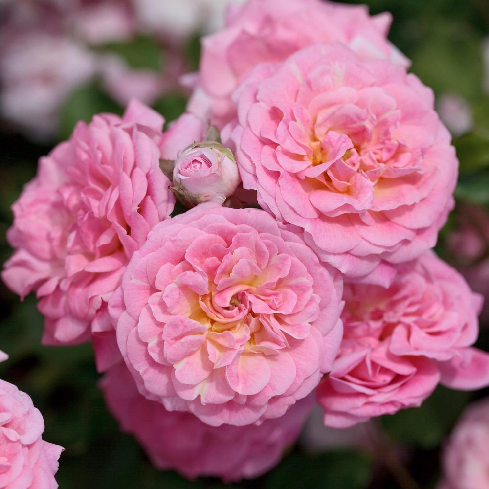 Pretty Polly® Pink - Star® Roses and Plants