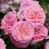 Sweet Drift® Rose