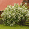 Sweet Mock Orange Shrub