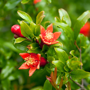 Sweet Pomegranate Trees for Sale | FastGrowingTrees.com