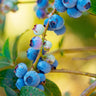 Toro Blueberry Bush - USDA Organic