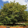 Tamarind Tree