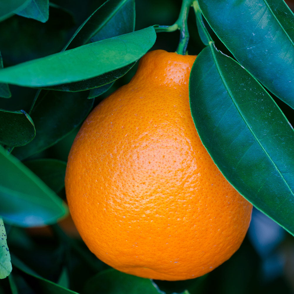 4 Facts About the Honey Mandarin – Fresh from the Sunbelt