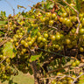 Tara Scuppernong Grape