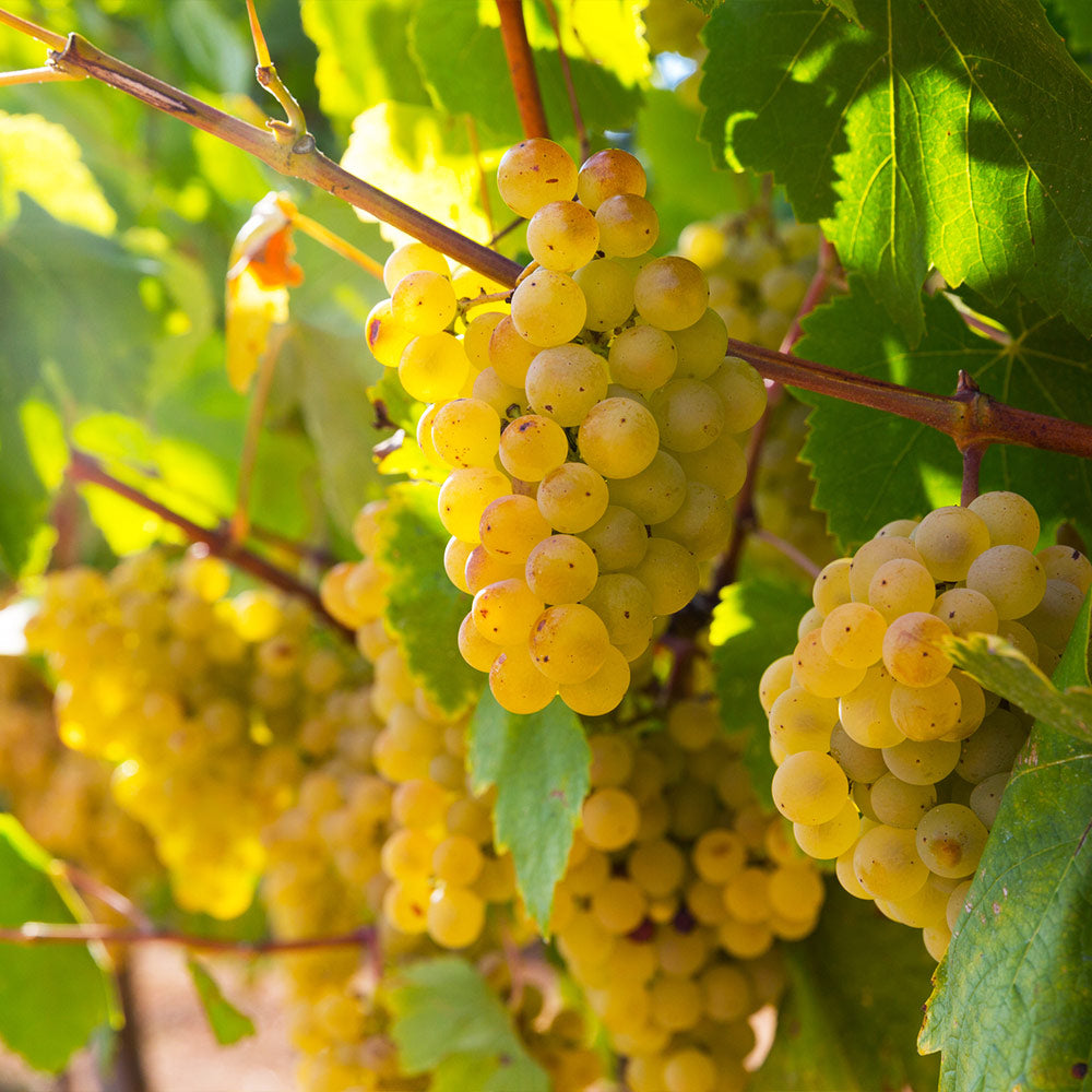 Artificial Vines Pack: Ivy, Grape Vines 12 set