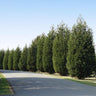 Techny' Cold Hardy Thuja Tree