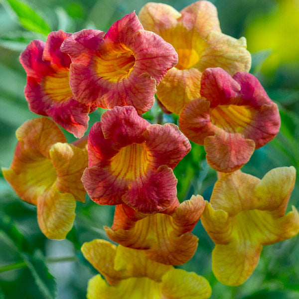 Bells of Fire™ Tecoma Plant