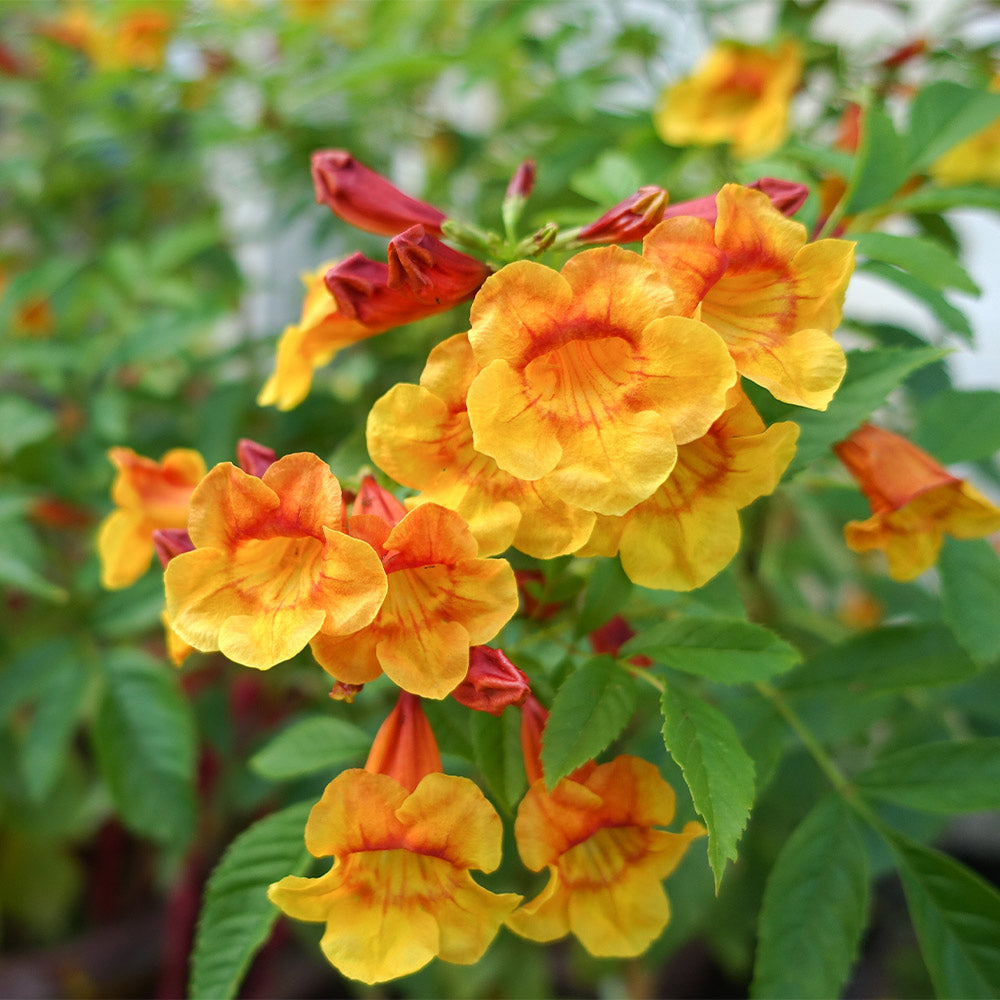 Orange Jubilee Tecoma Plant