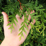 Thuja Green Giant Arborvitae