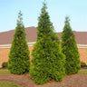 Thuja Green Giant Arborvitae