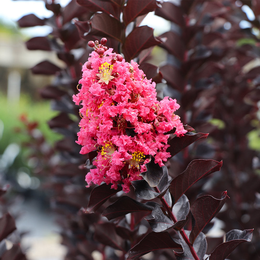 Buy Enduring Summer Red Crape Myrtle Tree (Single Trunk)