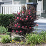 Thunderstruck™ Coral Boom™ Crape Myrtle Tree