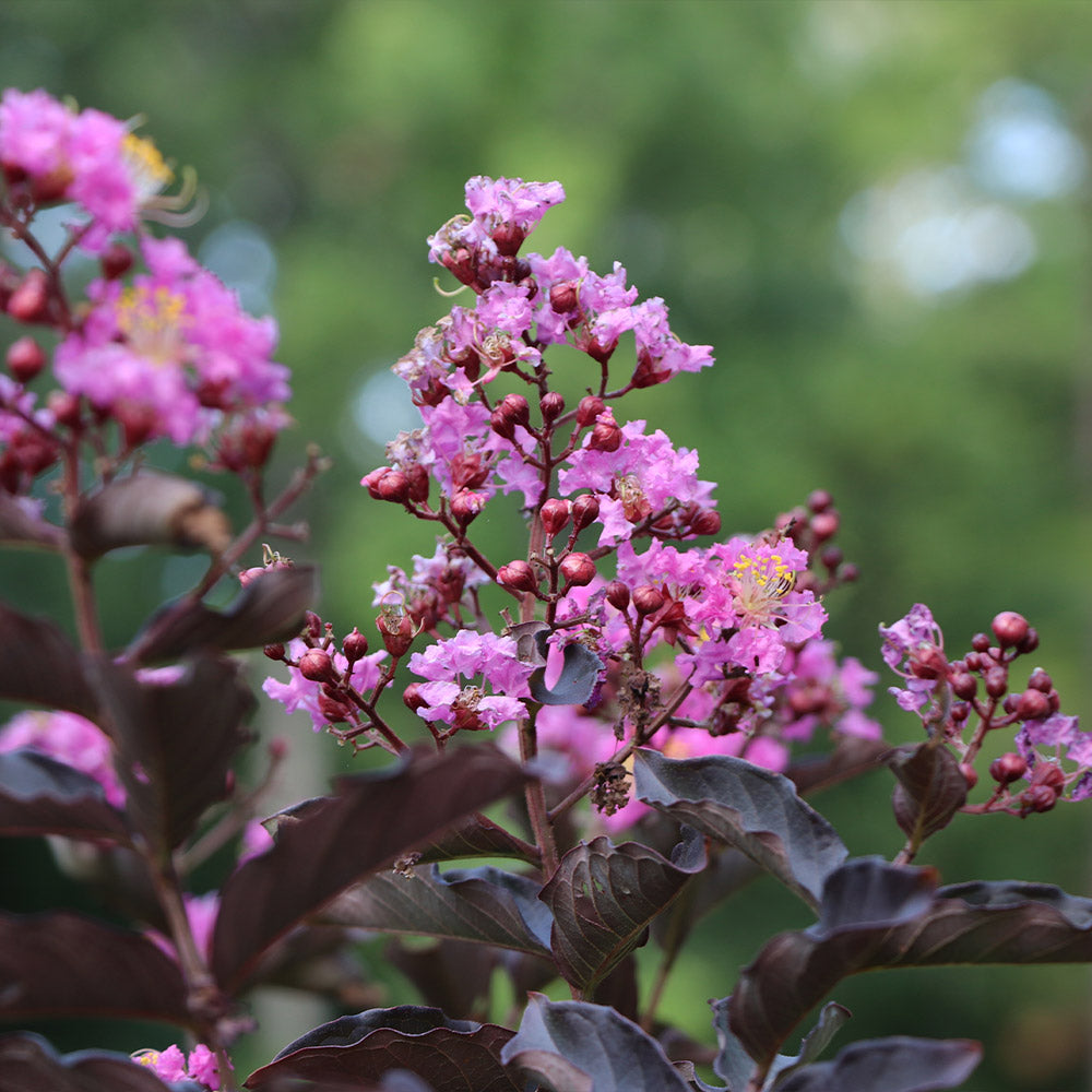 Thunderstruck™ Lavender Blast™ Crape Myrtle Tree