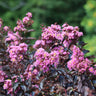 Thunderstruck™ Lavender Blast™ Crape Myrtle Tree