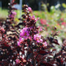 Thunderstruck™ Lavender Blast™ Crape Myrtle Tree