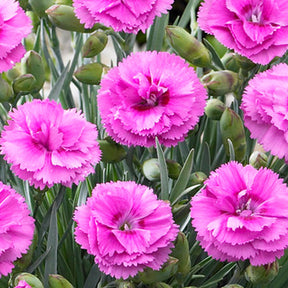 Scent First® Tickled Pink Dianthus for Sale | FastGrowingTrees.com