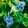 Tifblue Blueberry Bush