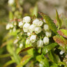 Tifblue Blueberry Bush