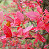 Tifblue Blueberry Bush