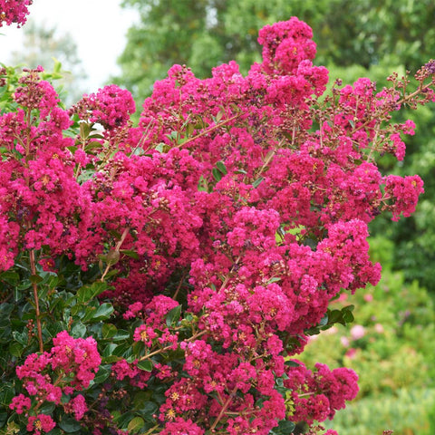 Crape Myrtle Shrubs