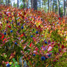 Top Hat Blueberry Bush