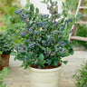 Top Hat Blueberry Bush