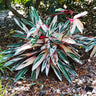 Tricolor Ginger Plant