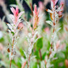 Tri-Color Willow Tree