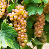 Triumph Muscadine Grapes