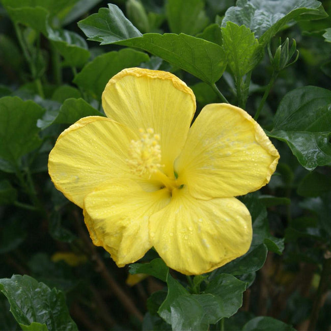 Yellow Tropical Hibiscus Trees For Sale Fastgrowingtrees Com