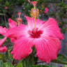 Pink Tropical Hibiscus Tree