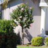 Pink Tropical Hibiscus Tree