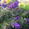 True Blue Butterfly Bush (Tree Form)