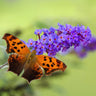 True Blue Butterfly Bush (Tree Form)