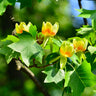 Tulip Poplar Tree