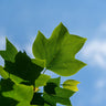 Tulip Poplar Tree